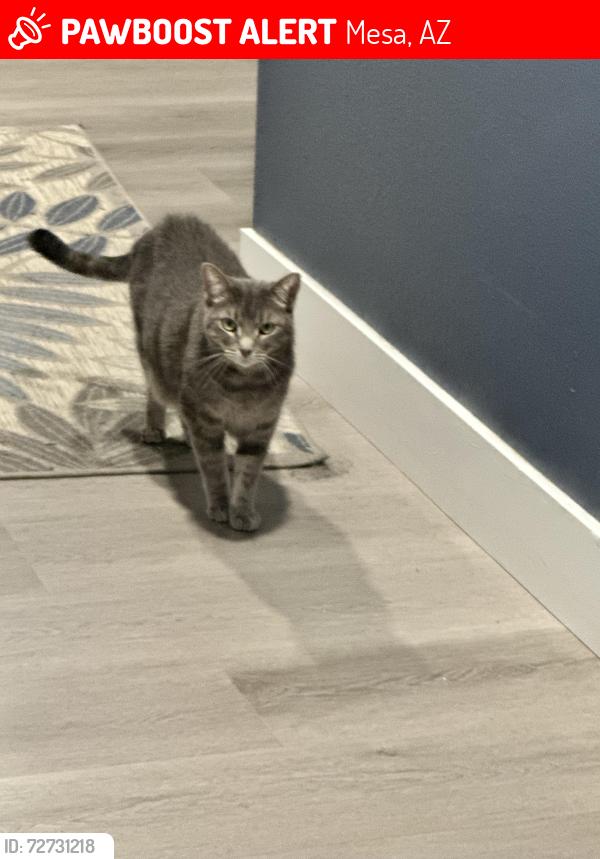 Lost Female Cat last seen Near S Spruce Mesa, Az, Mesa, AZ 85210