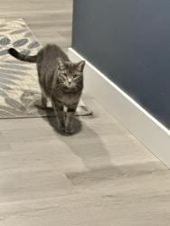 Lost Female Cat last seen Near S Spruce Mesa, Az, Mesa, AZ 85210