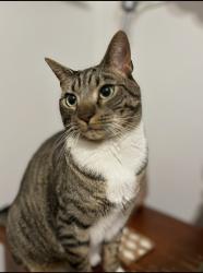 Lost Male Cat last seen “The villas” neighborhood near the Carolina forest elementary school. , Myrtle Beach, SC 29579