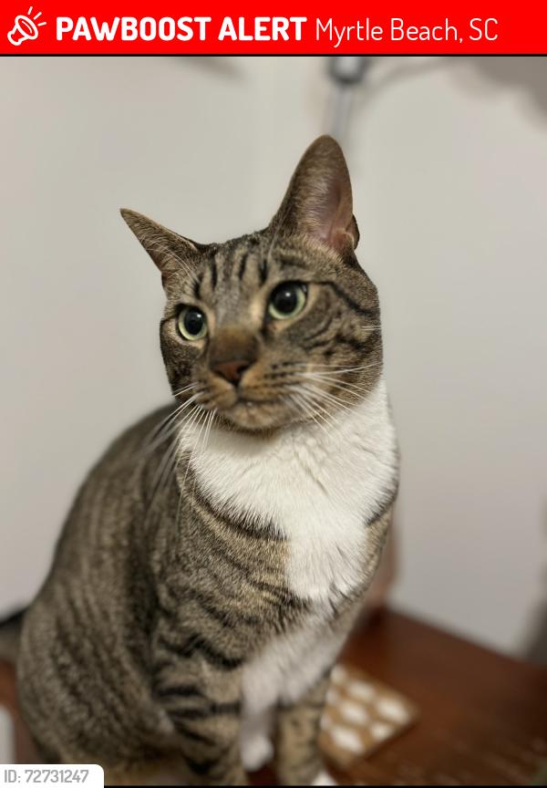 Lost Male Cat last seen “The villas” neighborhood near the Carolina forest elementary school. , Myrtle Beach, SC 29579