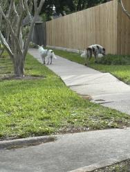 Found/Stray Unknown Dog last seen Wendy’s in West Orem , Houston, TX 77085
