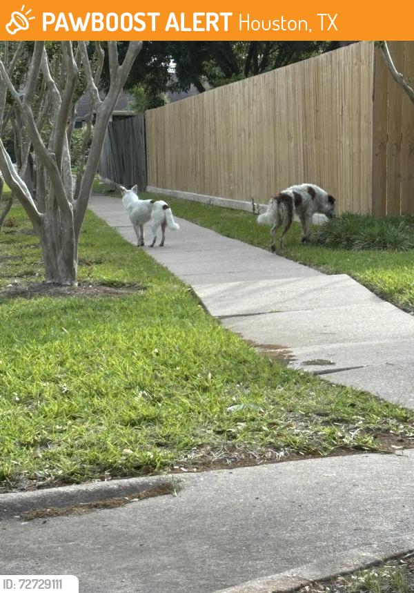 Found/Stray Unknown Dog last seen Wendy’s in West Orem , Houston, TX 77085