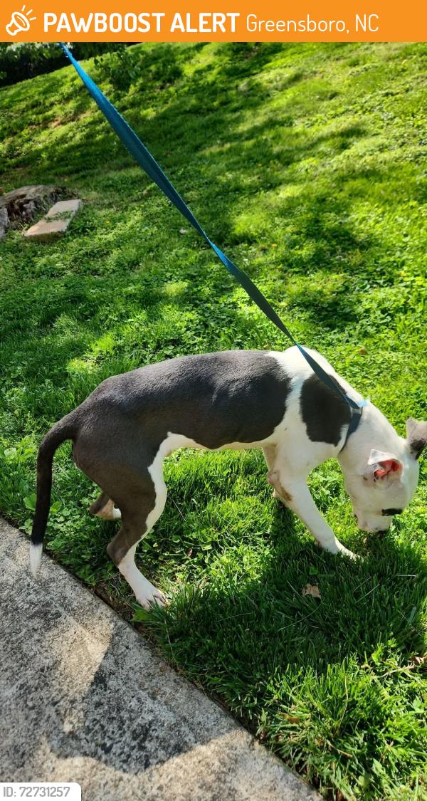 Found/Stray Male Dog last seen Lawndale Dr, Greensboro, NC 27455