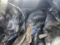 Lost Male Dog last seen Near S. Champion Ave., Columbus, OH 43206