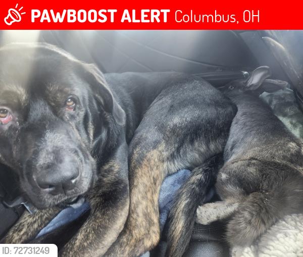Lost Male Dog last seen Near S. Champion Ave., Columbus, OH 43206