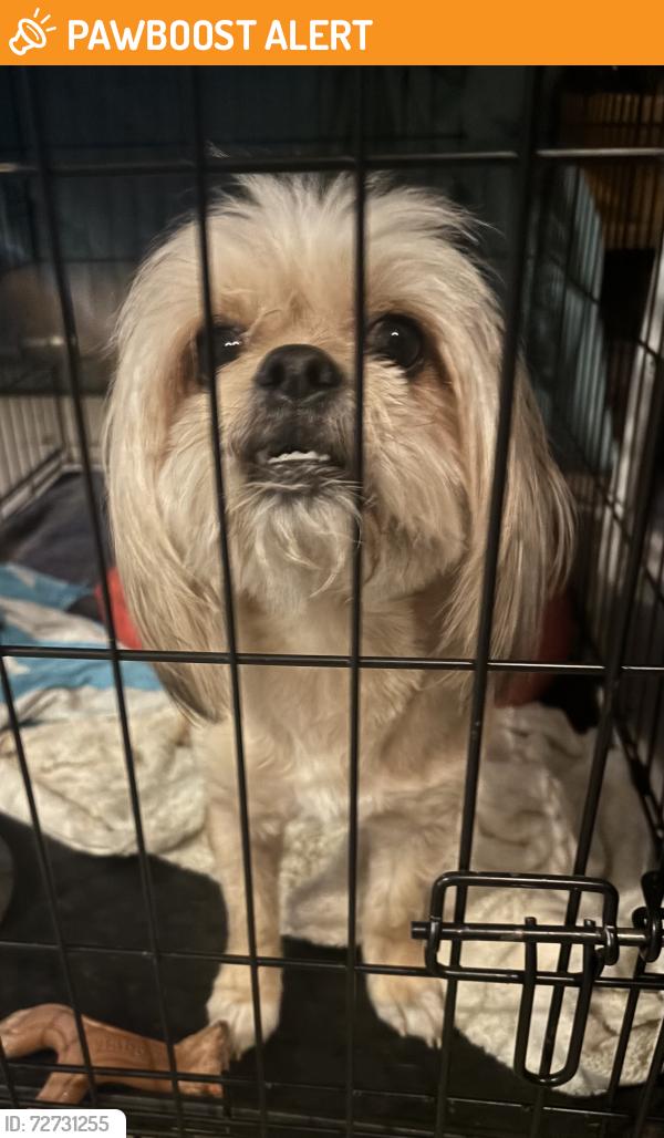 Found/Stray Male Dog last seen Cooper dr and Coachman, Greenville County, SC 29681