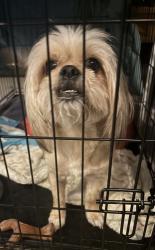 Found/Stray Male Dog last seen Cooper dr and Coachman, Greenville County, SC 29681