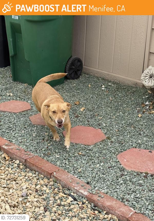 Found/Stray Male Dog last seen Bradley and est, Menifee, CA 92586