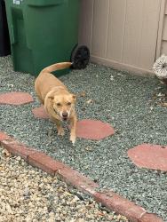 Found/Stray Male Dog last seen Bradley and est, Menifee, CA 92586