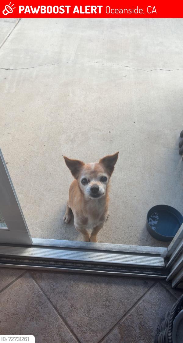 Lost Male Dog last seen In N Out, Oceanside, CA 92057