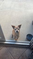 Lost Male Dog last seen In N Out, Oceanside, CA 92057