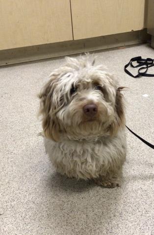 Shelter Stray Male Dog last seen SANTA ANA AVE & LINDEN AVE, 6851 Van Buren Boulevard, Jurupa Valley, CA 92509, USA