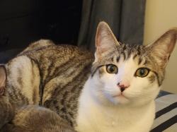 Lost Male Cat last seen Near AVE AT 145 ST, Surrey, BC V3S 1R4