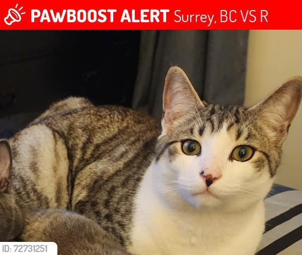 Lost Male Cat last seen Near AVE AT 145 ST, Surrey, BC V3S 1R4