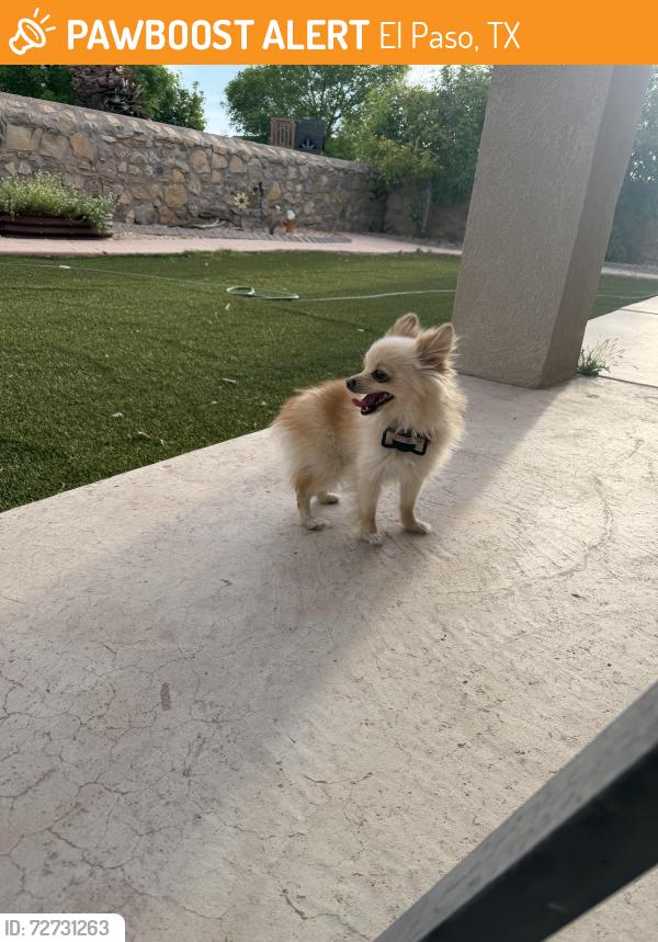 Found/Stray Female Dog last seen Kingsgate Ct, El Paso, TX 79928