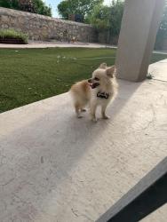Found/Stray Female Dog last seen Kingsgate Ct, El Paso, TX 79928