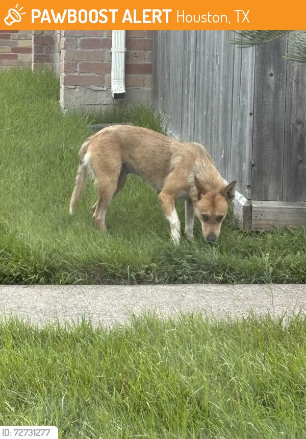 Found/Stray Unknown Dog last seen 7090a west Orem , Houston, TX 77085