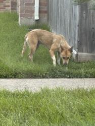 Found/Stray Unknown Dog last seen 7090a west Orem , Houston, TX 77085