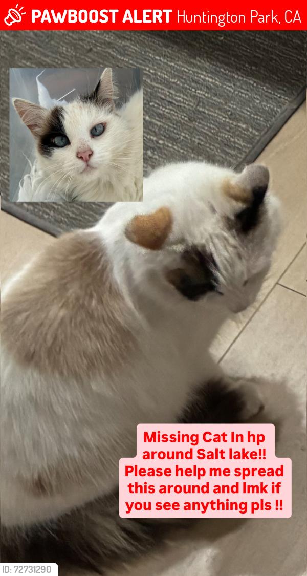 Lost Female Cat last seen Grand and Salt lake ave, Huntington Park, CA 90255