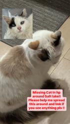 Lost Female Cat last seen Grand and Salt lake ave, Huntington Park, CA 90255