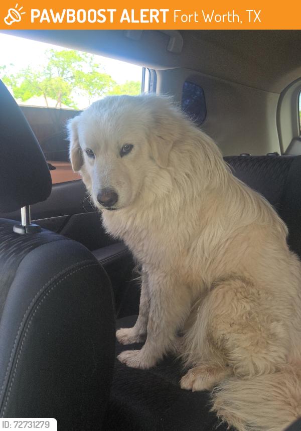 Found/Stray Male Dog last seen Sycamore School , Fort Worth, TX 76133
