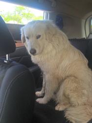 Found/Stray Male Dog last seen Sycamore School , Fort Worth, TX 76133