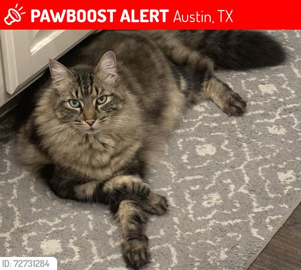Lost Male Cat last seen Country trails lane Austin TX , Austin, TX 78732