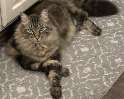 Lost Male Cat last seen Country trails lane Austin TX , Austin, TX 78732