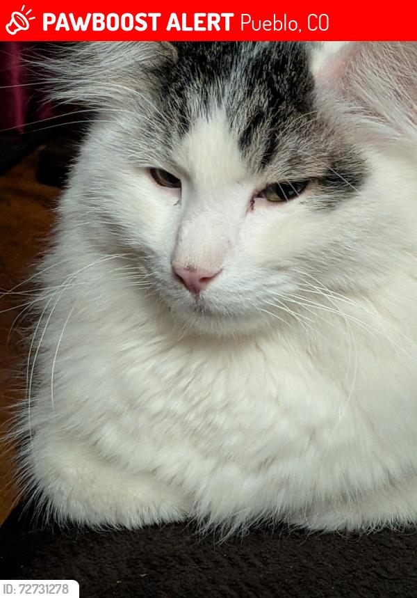 Lost Male Cat last seen Roselawn rd, Pueblo, CO 81006
