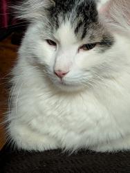 Lost Male Cat last seen Roselawn rd, Pueblo, CO 81006