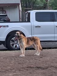 Found/Stray Male Dog last seen Shadow bend dr, San Antonio, TX 78230