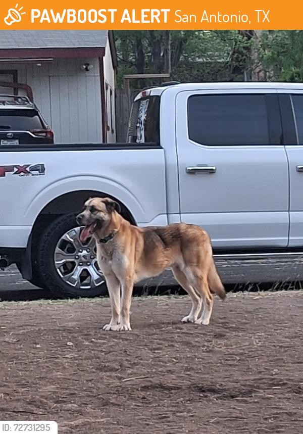 Found/Stray Male Dog last seen Shadow bend dr, San Antonio, TX 78230