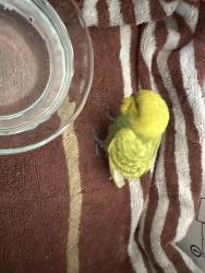 Found/Stray Unknown Bird last seen N Matlock Rd // Stapley and Halifax, Mesa, AZ 85203