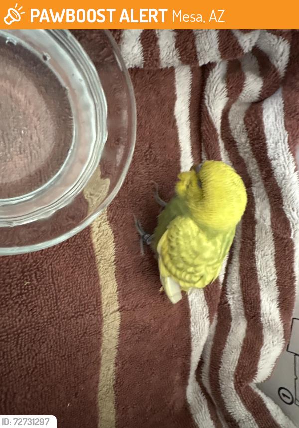 Found/Stray Unknown Bird last seen N Matlock Rd // Stapley and Halifax, Mesa, AZ 85203