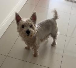 Lost Female Dog last seen Near Buchanan st , Hollywood, FL 33021
