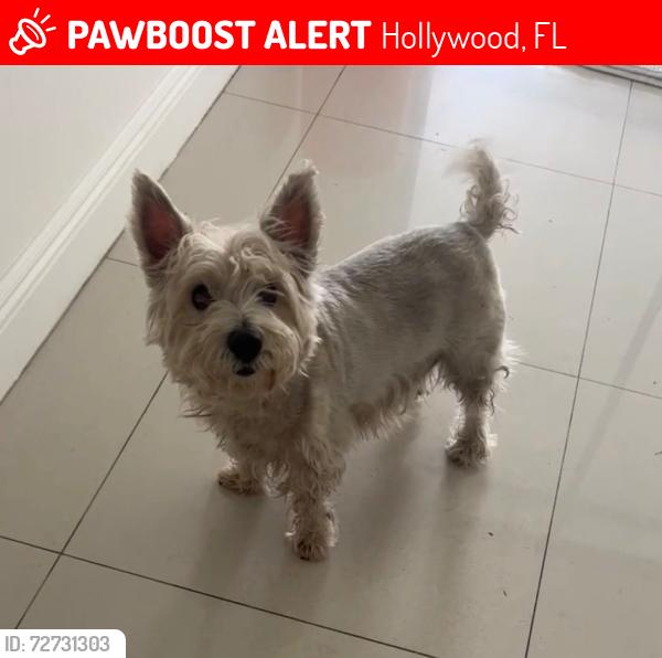 Lost Female Dog last seen Near Buchanan st , Hollywood, FL 33021
