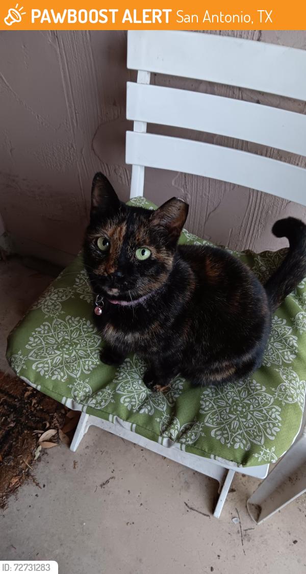Found/Stray Female Cat last seen Blue Mesa Dr., San Antonio, TX 78245