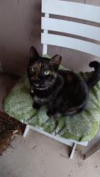 Found/Stray Female Cat last seen Blue Mesa Dr., San Antonio, TX 78245