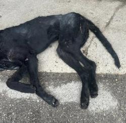 Found/Stray Female Dog last seen highway 92, Bevington, IA 50033