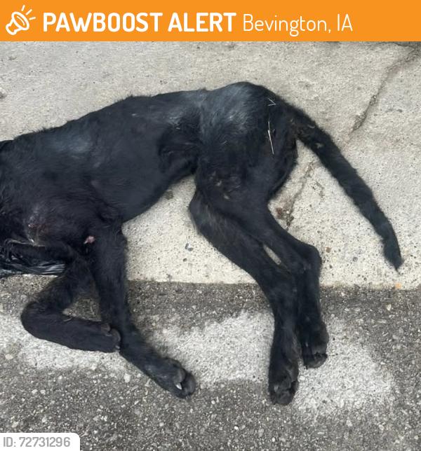 Found/Stray Female Dog last seen highway 92, Bevington, IA 50033