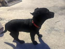 Found/Stray Female Dog last seen 68th and woodland , Philadelphia, PA 19142