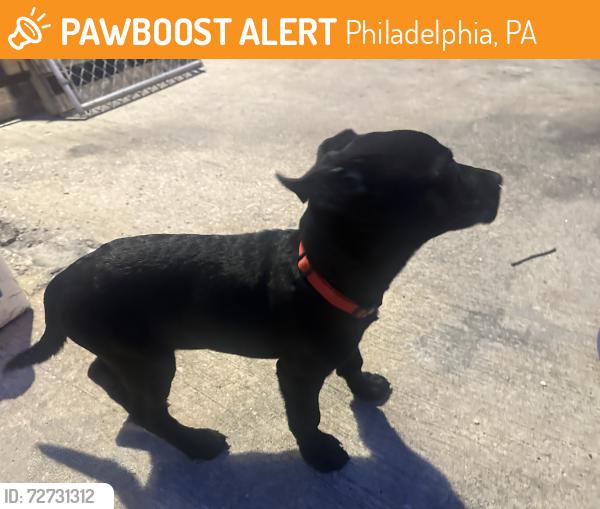 Found/Stray Female Dog last seen 68th and woodland , Philadelphia, PA 19142