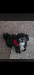 Lost Female Dog last seen Dole or Quinn co., Salinas, CA 93901
