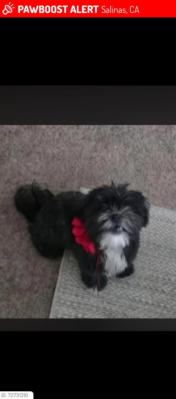 Lost Female Dog last seen Dole or Quinn co., Salinas, CA 93901