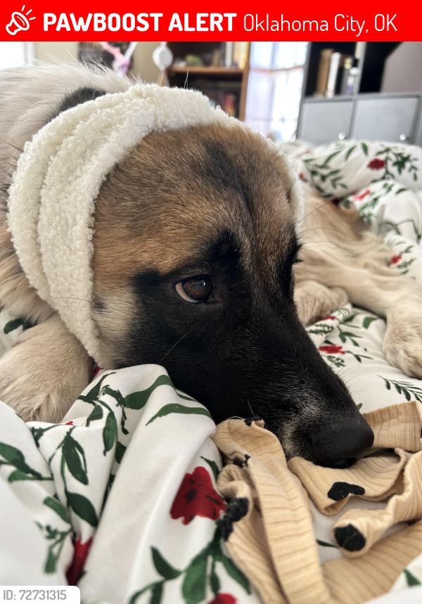 Lost Female Dog last seen 16th  and May, Oklahoma City, OK 73107
