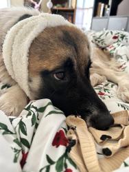 Lost Female Dog last seen 16th  and May, Oklahoma City, OK 73107