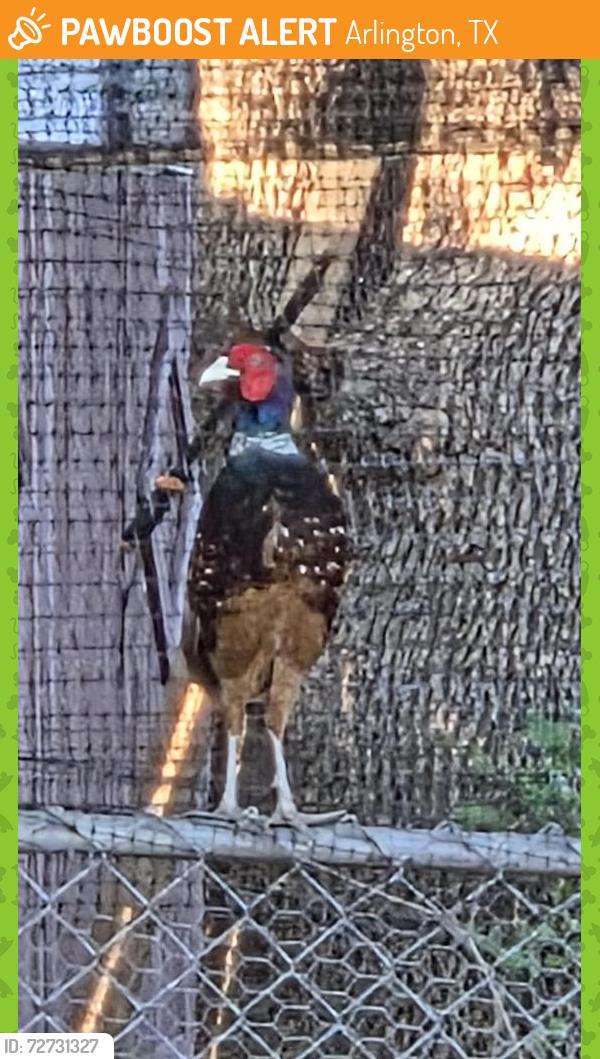 Found/Stray Unknown Bird last seen East Inwood and Rayborn , Arlington, TX 76010