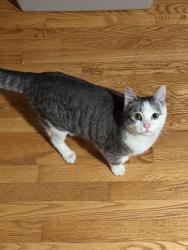 Lost Male Cat last seen Woolcot dr and Marxen rd, Kansas City, KS 66109