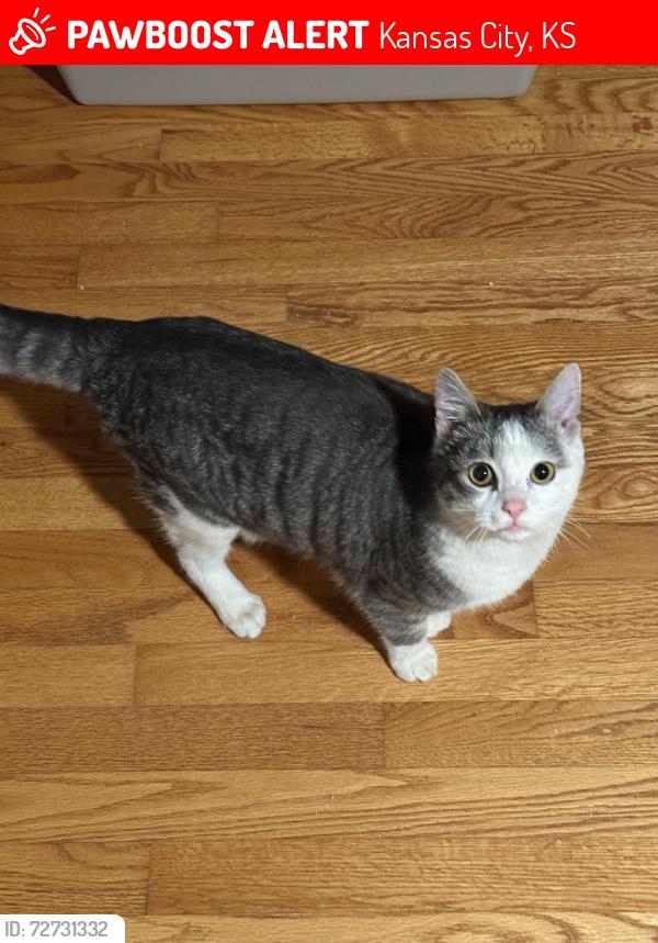 Lost Male Cat last seen Woolcot dr and Marxen rd, Kansas City, KS 66109