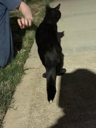 Found/Stray Male Cat last seen Lemmond farm apmts, Mint Hill, NC 28227